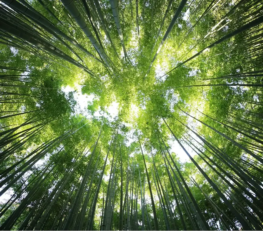 Smartwood - Dołącz do naszej misji, kup łóżko - posadź drzewo